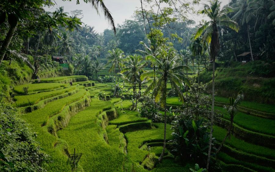 Bali